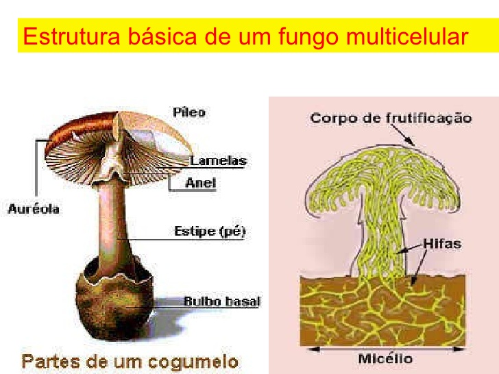 Fungo Multicelular 