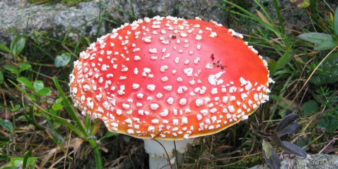 Como é Formado o Corpo de um Fungo Multicelular? | Mundo Ecologia