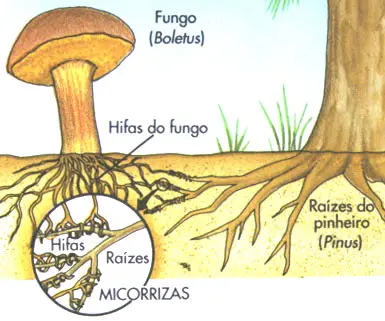 Função Ecológica Dos Fungos