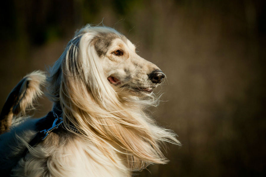 Galgo Afegão Bem Cuidado 