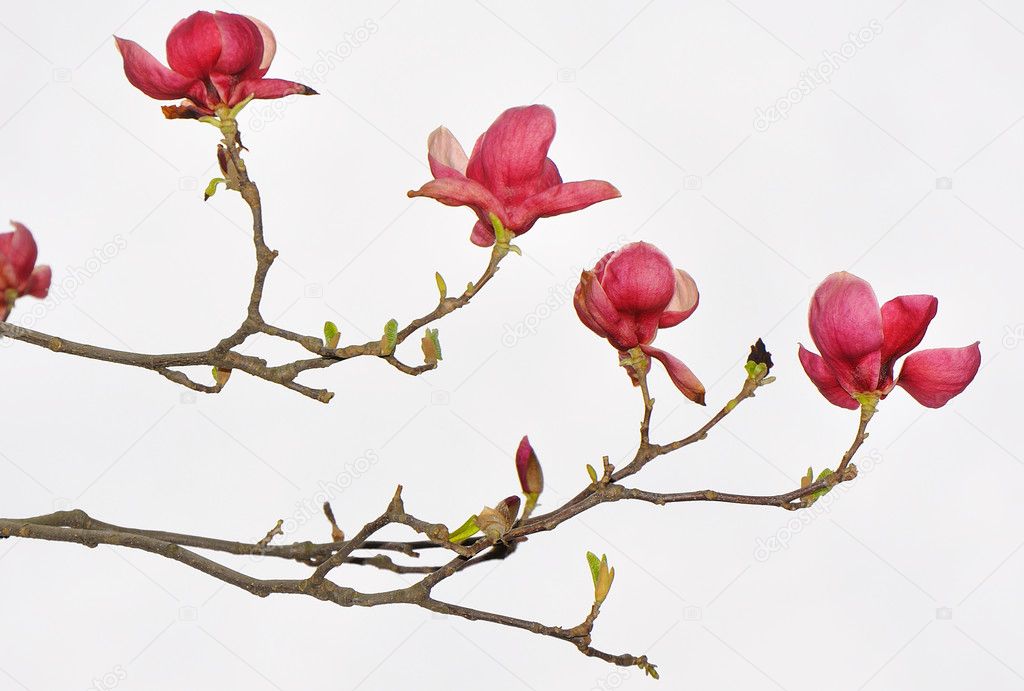 Galhos Florido de Magnólia Vermelha
