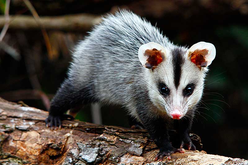 Gambá