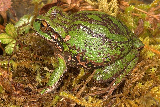 Gastrotheca