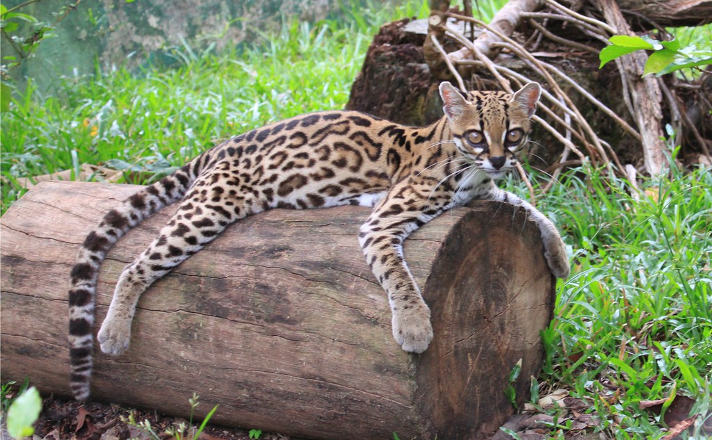 Gato-Maracajá Deitado no Tronco de Árvore 