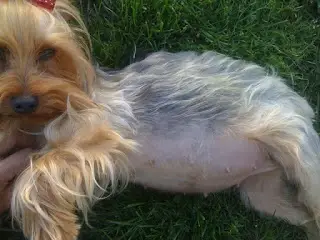 Gestação Silky Terrier 