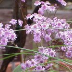 Gênero Pericallis