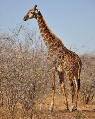 Girafa