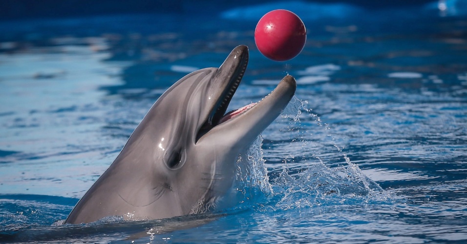 Golfinho Brincando Com uma Bola Vermelha