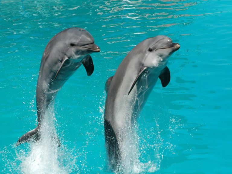 Por que o Golfinho é Um Mamífero? Ele é Peixe? – Mundo Ecologia