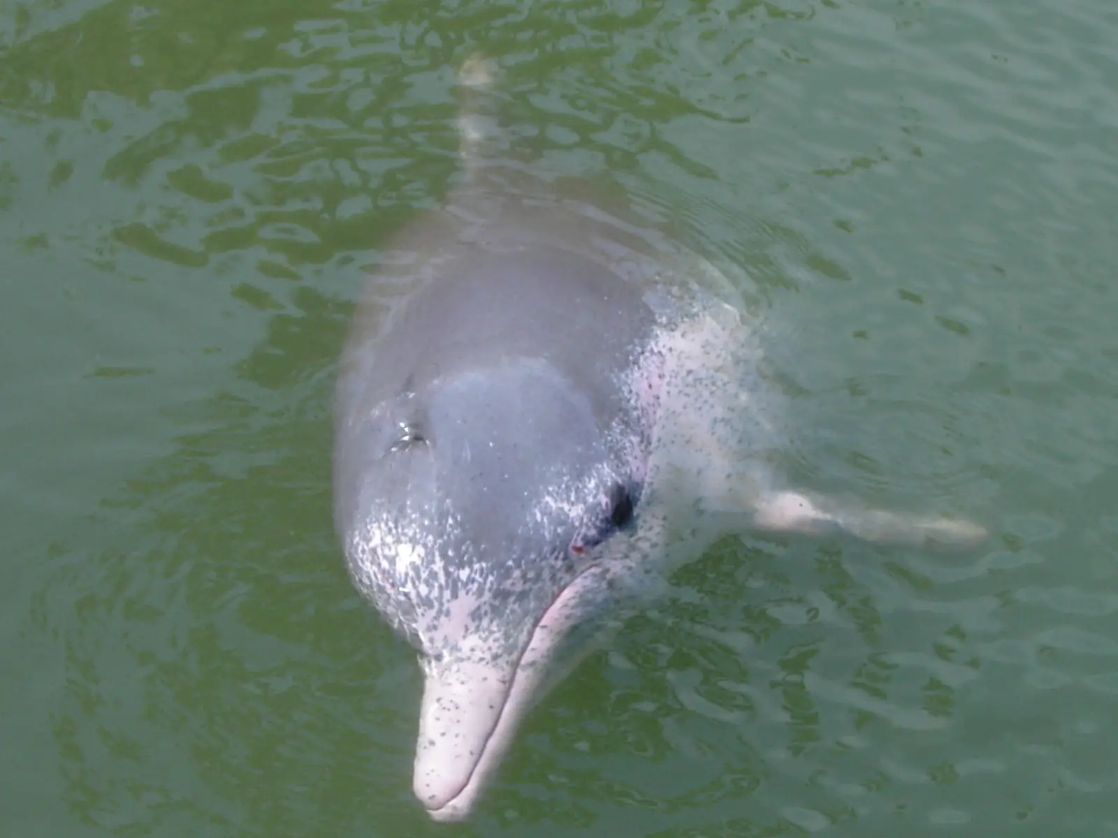 Golfinho-Corcunda-Indopacífico