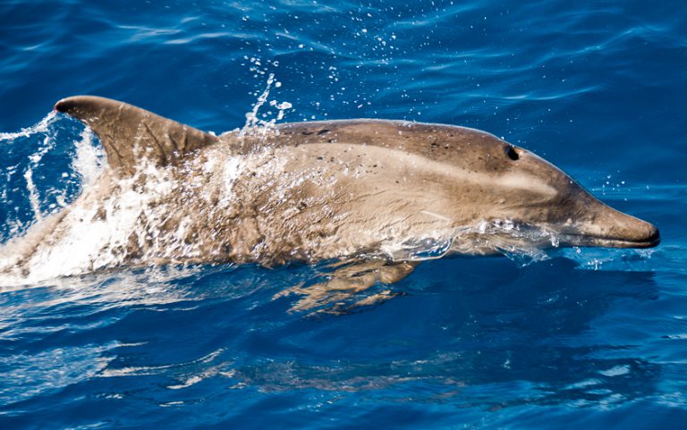 Golfinho-De-Dentes-Rugosos: Características, Habitat E Fotos | Mundo ...