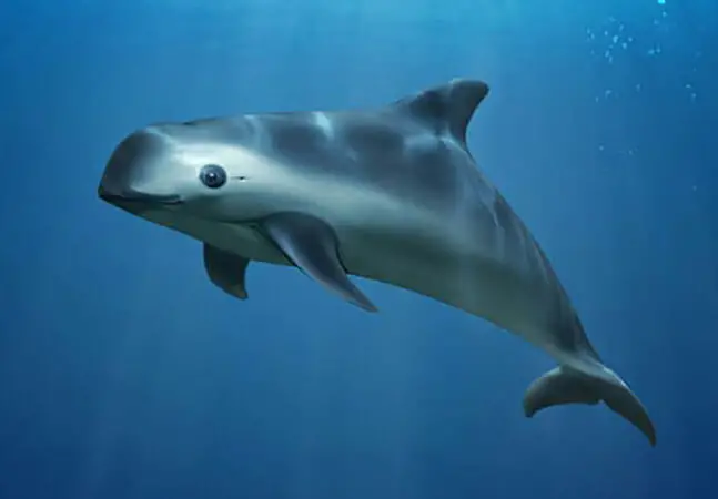Golfinho Vaquita