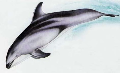 Golfinho-de-Bico-Branco
