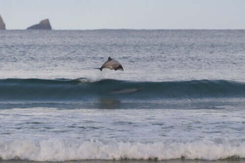 Golfinho de Hector Mergulhando na Praia