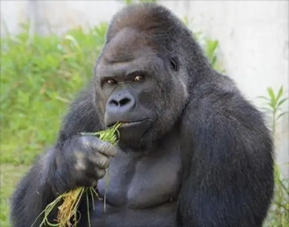 Gorila Ocidental se Alimentando 