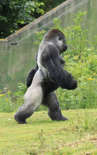 Gorila vs Leão - Página 3 Gorila-Silverback
