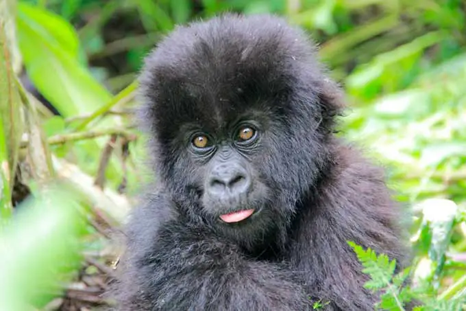 Gorila-das-Montanhas