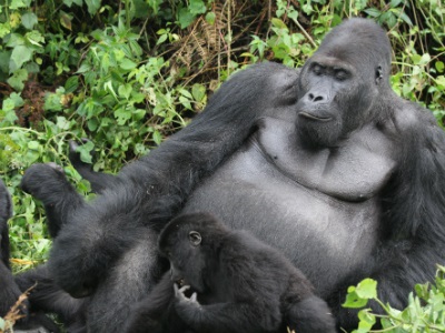 Gorila-de-Grauer em Grupo Familiar