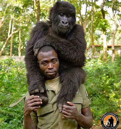 Gorila e Humano 