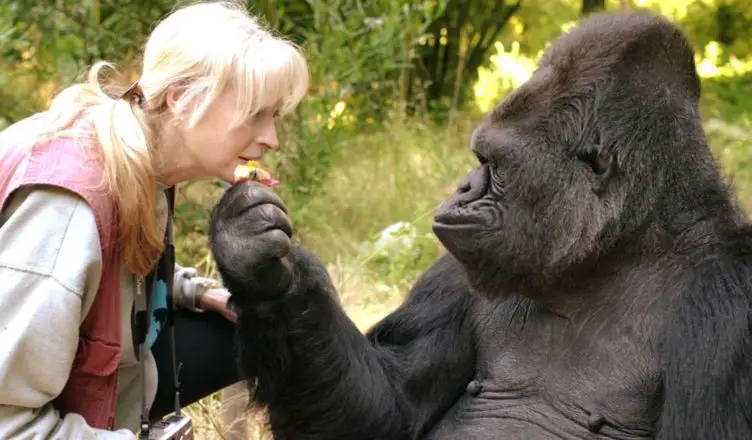 Gorila se Comunicando Com uma Mulher