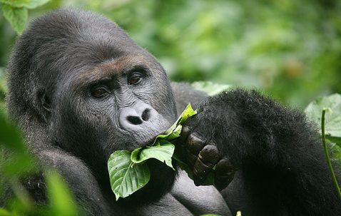 Gorilas-de-Grauer Comendo