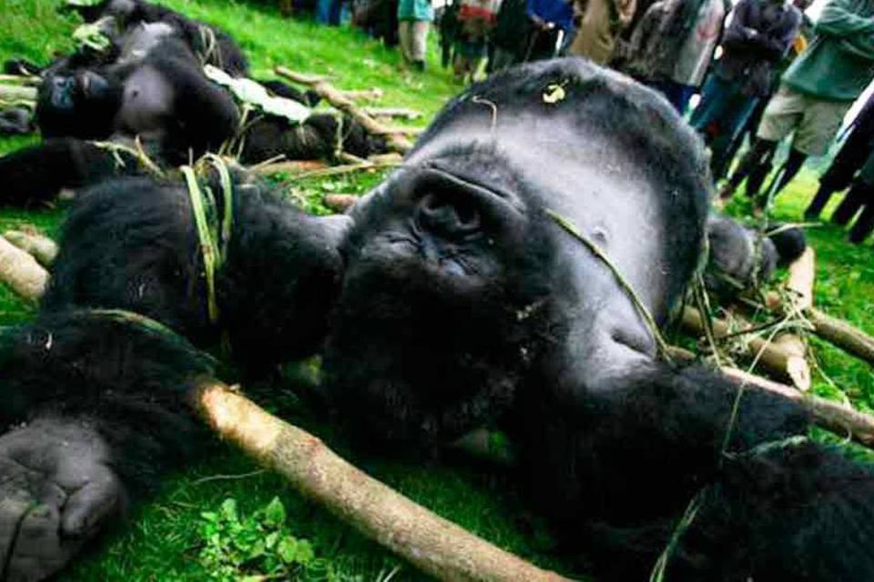 Gorilas-de-Grauer Sendo Capturado