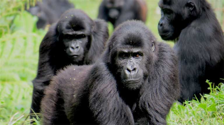 Gorilas-de-Grauer na Floresta