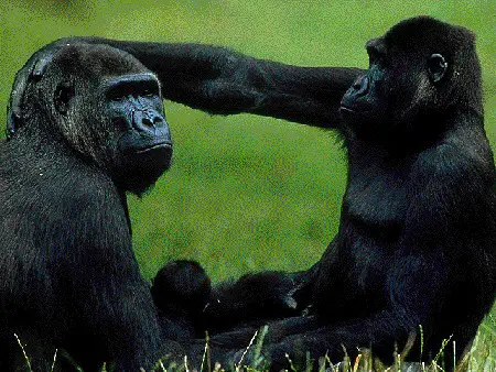 Gorilas e Chimpanzés