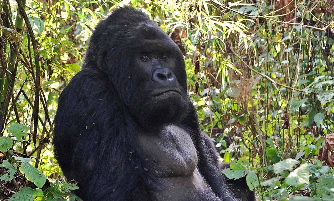 Quantos Gorilas Ainda Existem no Mundo? Estão em Extinção?