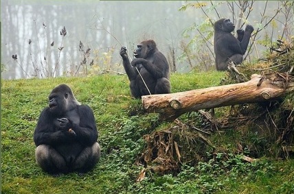 Gorilas em Grupo 