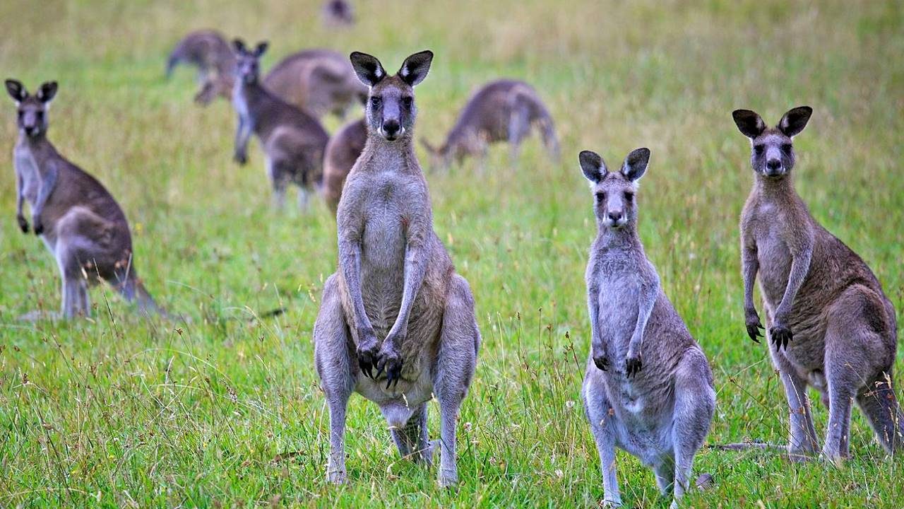 Grupo de Cangurus