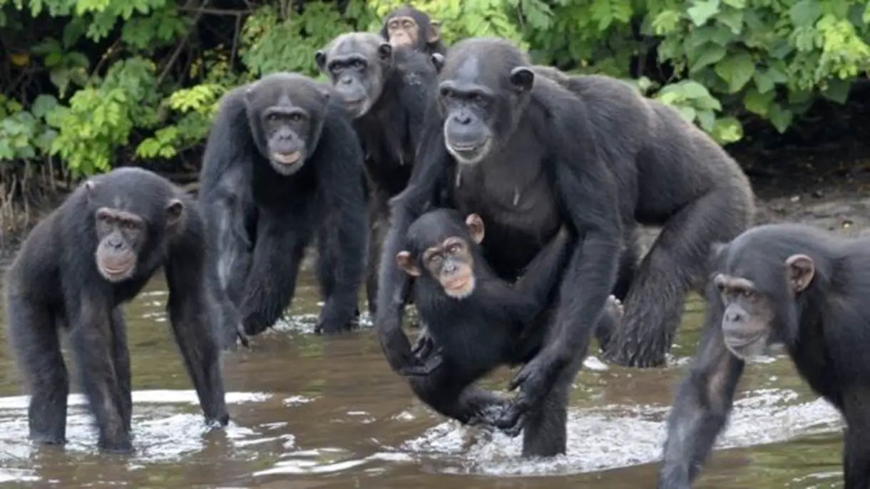 Grupo de Chimpanzé Atravessando o Rio Juntos 