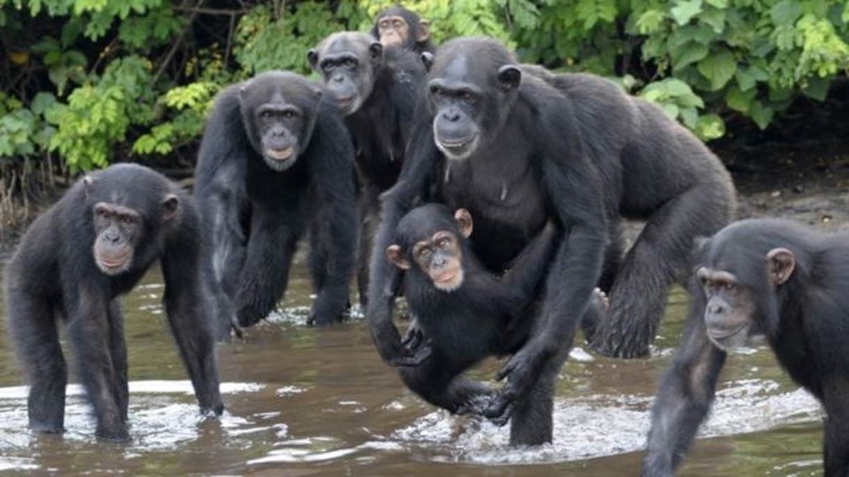 Grupo de Chimpanzé Atravessando o Rio Juntos