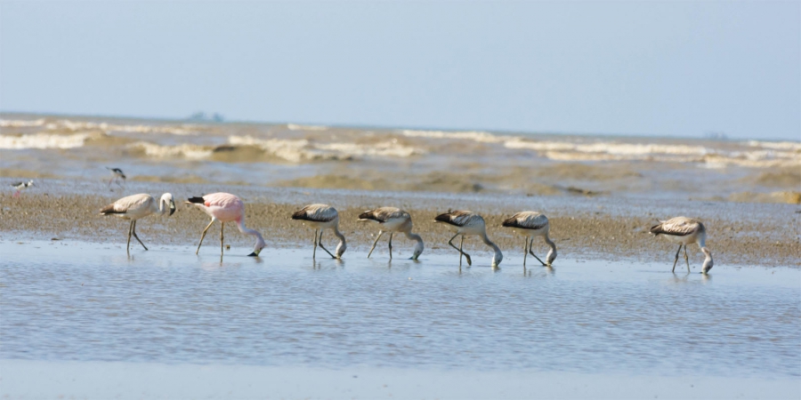 Grupo de Flamingo-Grande-dos-Andes