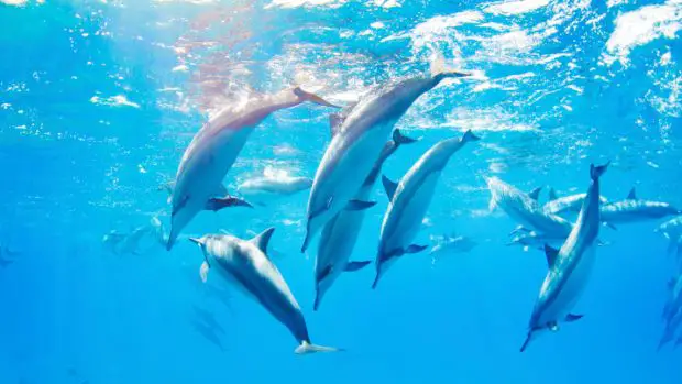 Grupo de Golfinhos