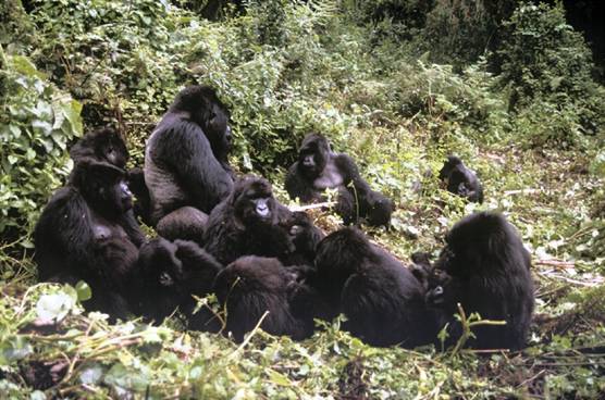 Grupo de Gorilas