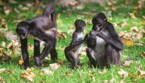 Grupo de Macaco Parauaçú-Preto