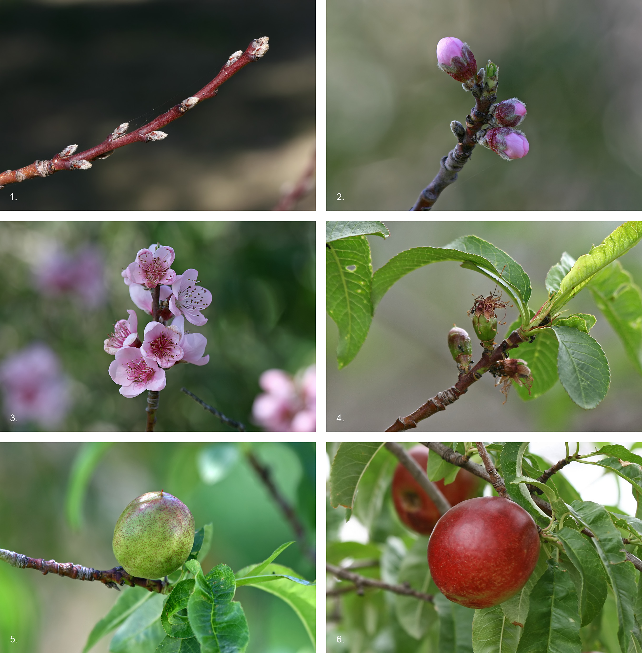 Gênero Prunus