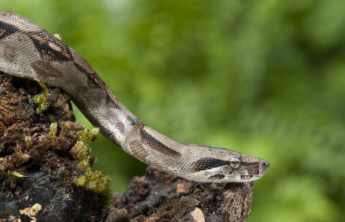 Habitat da Jiboia