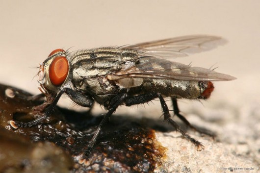 Habitat da Mosca Mosca dos Estábulos