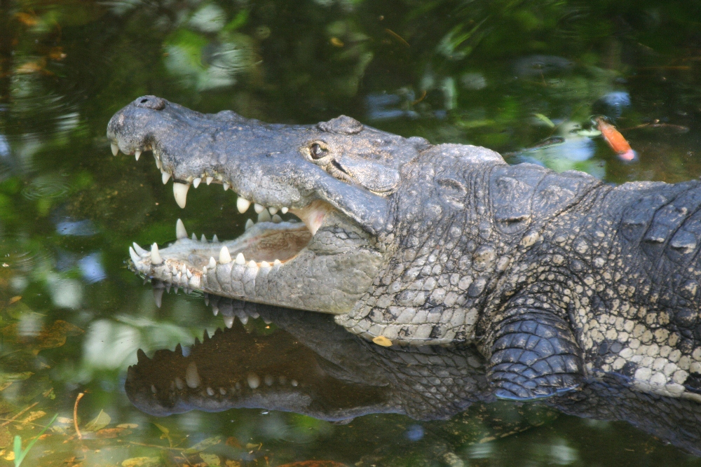 Habitat do Crocodilo de Morelet