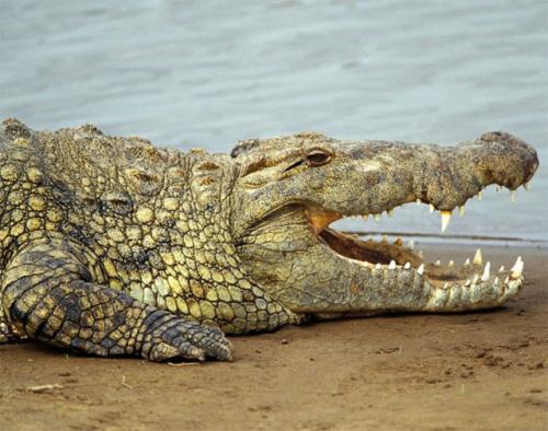 Habitat do Crocodilo do Nilo