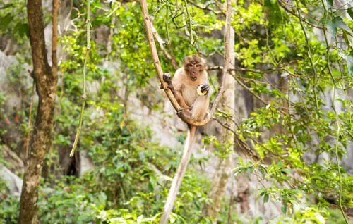 Habitat do Macaca Fascicularis ou Macaco Cinomolgo