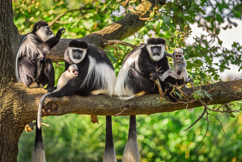 Habitat do Macaco