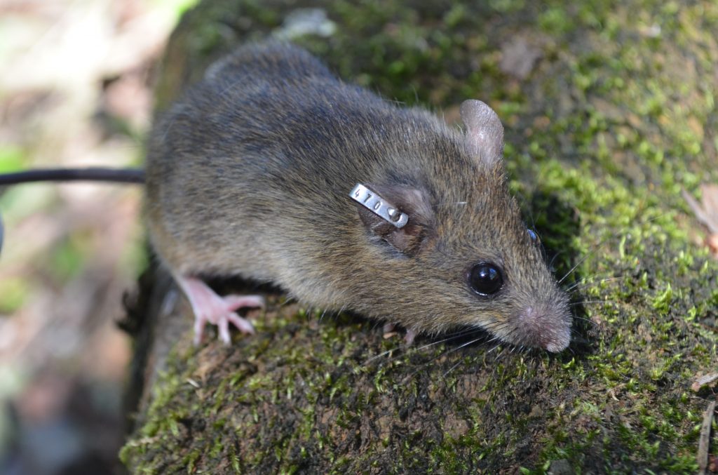 Habitat do Rato: Onde Eles Vivem?