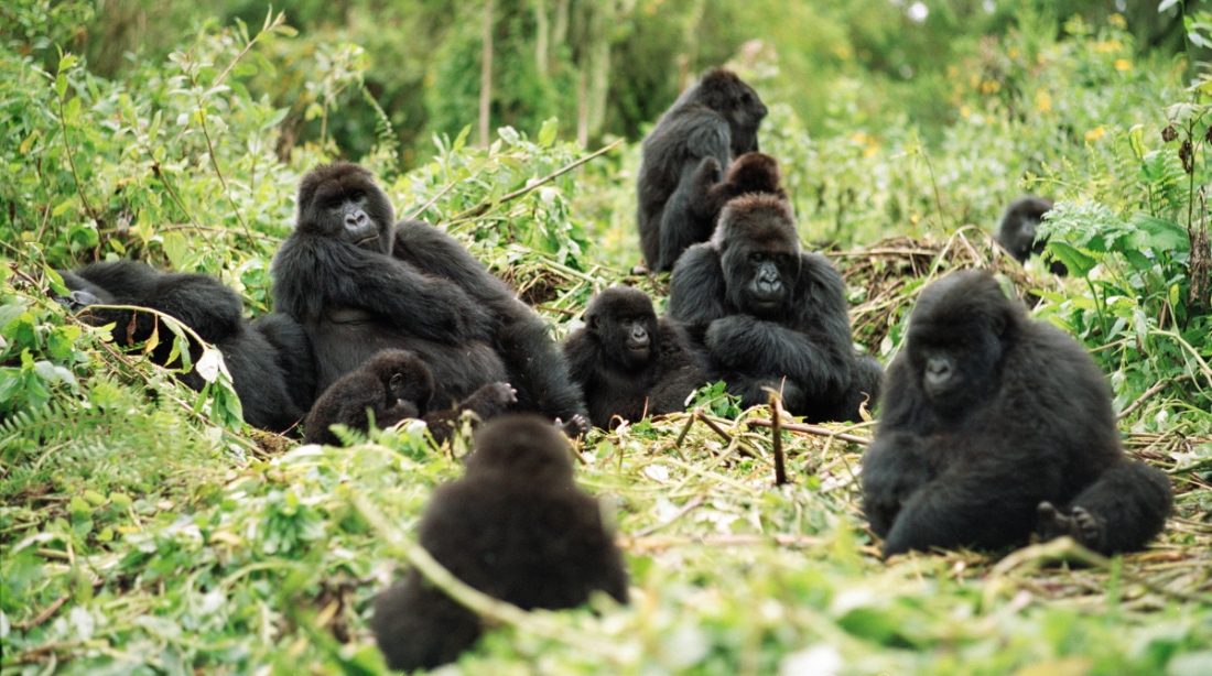Habitat dos Gorilas