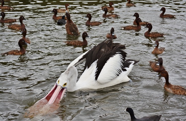 Habitat dos Pelicanos