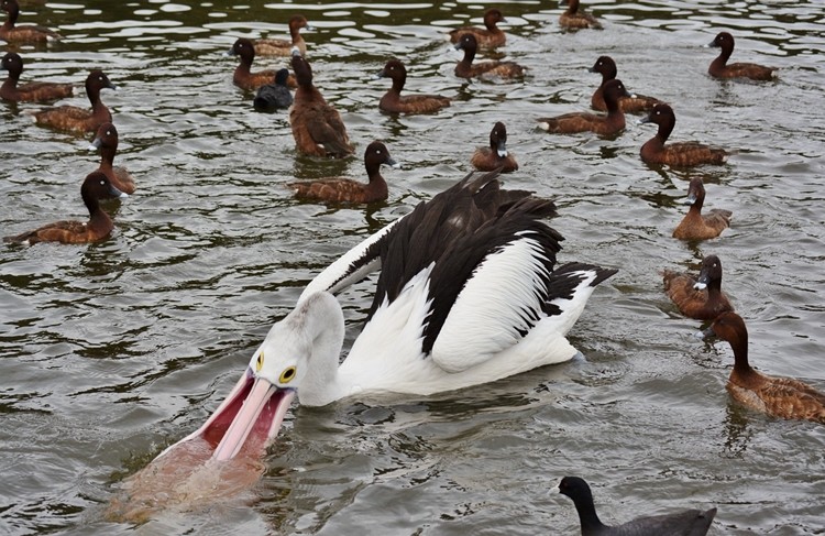 Habitat dos Pelicanos 