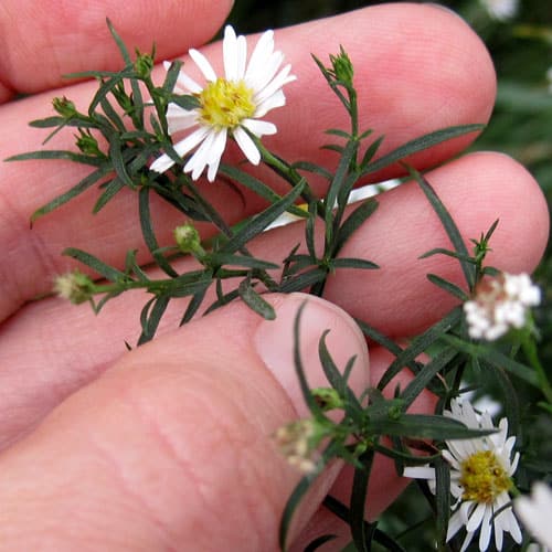 Heath Aster