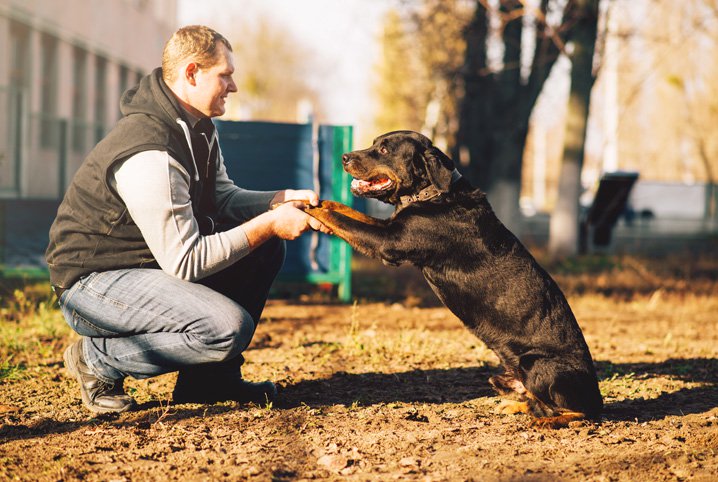 Homem Agachado Com o Cachorro